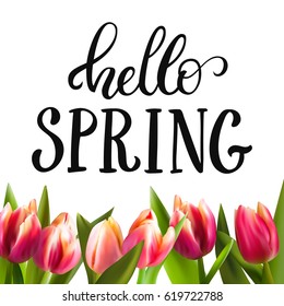 Hello spring hand lettering on white background, with realistic beautiful tulips. Vector season illustration.