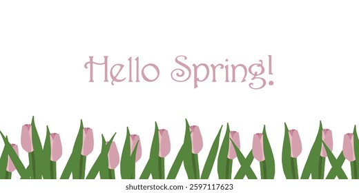 Hello spring header with hand drawn lilac tulips. Spring, 8 march, wedding invitation, birthday background, framing