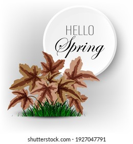 Hola primavera, heuchera sale en la hierba sobre un fondo gris abstracto