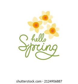 Hello spring lettering. Beautiful spring daffodils flower.  Design for poster, postcard, banner. Hand drawn vector illustration.