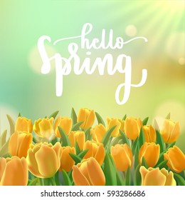 hello spring lettering with modern calligraphy on green bokeh with sun rays and tulip field background.Template for spring greeting card, banner and poster in vector illustration