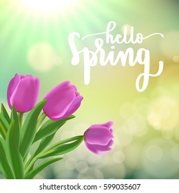 hello spring lettering with modern calligraphy on pink tulip, green bokeh and sun rays background.Template for spring greeting card, banner and poster in vector illustration.