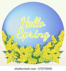 Hello Spring lettering on blue background with mimosa flowers. Vector illustration