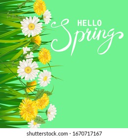 Hello Spring lettering template background with flowers dandelions and daisies, chamomiles, grass. Vector illustration. Fresh design for posters, flyers, greeting card, invitation