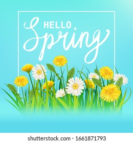 Hello Spring lettering template banner with fresh flowers bouquet dandelions and daisies, chamomiles, grass. Vector illustration. Floral design for posters, flyers, greeting card, invitation