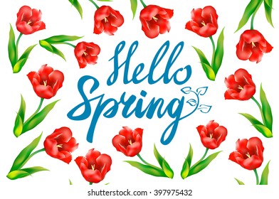 Hello Spring phrase vector lettering. Hand drawn calligraphy, white background. red tulip  art