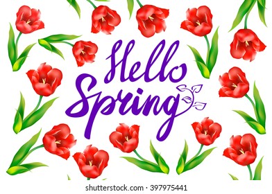Hello Spring phrase vector lettering. Hand drawn calligraphy, white background. red tulip  art