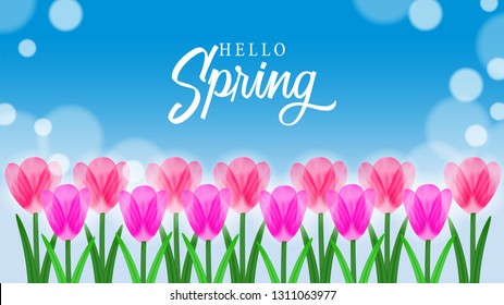 Hello Spring with pink fresh tulip field flower with bright blue sky background. Vector illustration.