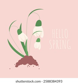 Hello Spring. Spring postcard with snowdrops. Vector.