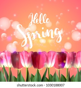 Hello Spring quote, background with beautiful tulips, vector illustration