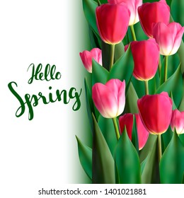 Hello spring quote, background with realistic tulips and handwritten lettering, design template for cards, banners