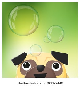 Hello Spring season background with pug dog looking at soap bubbles , vector , illustration