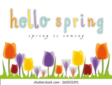 Hello Spring season Easterhand drawn lettering and Tulip, Spring is coming illustration vector on white background isolated