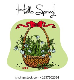 Hello spring snowdrop basket postcard for march. Vector illustration
