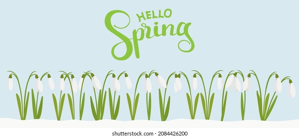Hello spring - template for a cover or postcard, snowdrops bloom in the snow, vector illustration. Pastel background with white lettering words.