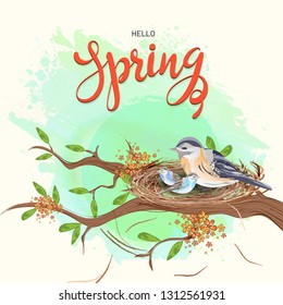 Hello Spring template or greeting card design with illustration of tiny birds nest on tree branch.