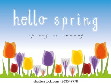 Hello spring tulip blue sky background. Spring is Coming