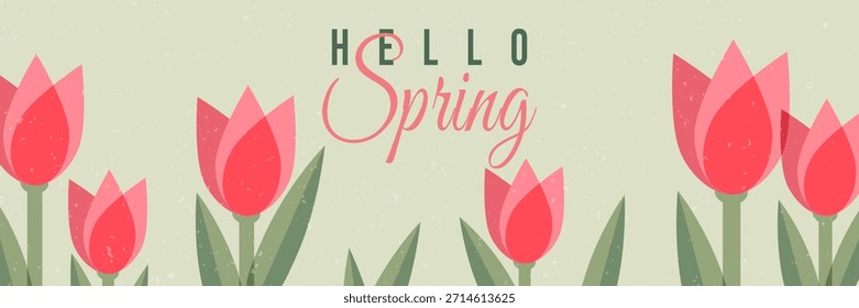  Hello Spring vector banner with cute pink tulips on soft green background. Fresh floral botanical illustration for seasonal posters, web headers, backgrounds, greeting designs and spring promotions.