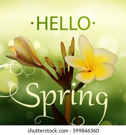 Hello Spring Vector Design. Card for spring season with beautiful  Realistic 3D Frangipani (Plumeria). Flower decoration. Flowers spring. Template. Banner. Wallpaper. Flyers. Invitation. Brochure. 