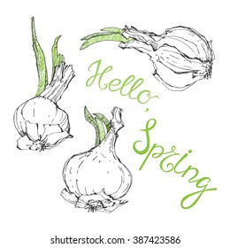 Hello , spring . Vector humorous illustration, sketch. Onion with green shoots and greeting.