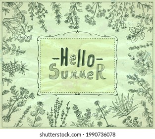 Hello summer card template with herbal hand drawn graphic frame, vector illustration