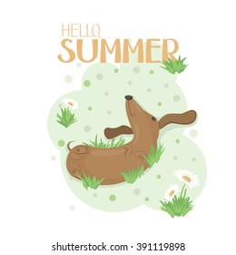 Hello Summer greeting card with a dachshund wallowing in grass with daisies, vector print in a light green frame. Vector illustration. 