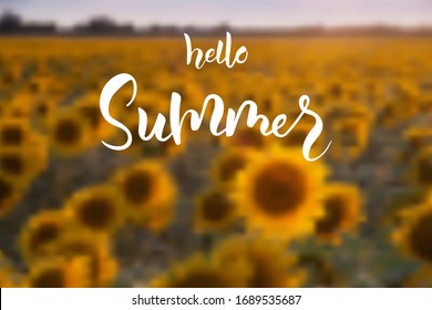 Hello summer hand lettering text on nature background with sunflowers for greeting card or banner. Vector 10 EPS