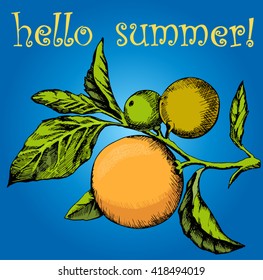 Hello summer text with orange. Colorful orange fruit vector for summer illustration concept.