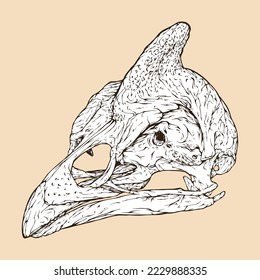 ilustración vectorial de la cabeza del cráneo de guineafowl con casco