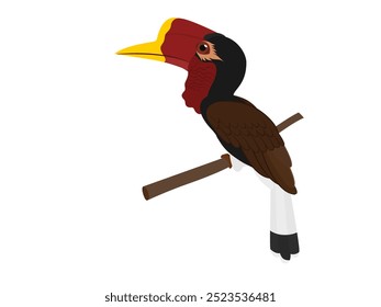 Helmeted Hornbill ou Rhinoplax vigília sobre fundo branco.