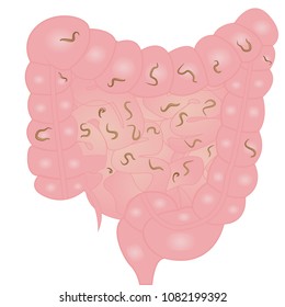 helminths in intestine vector illustration