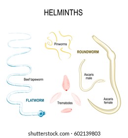 Matices. tipos de parásitos humanos. gusanos planos y redondos. Ascaris, trematodes, lombriz de carne y pingusanos.