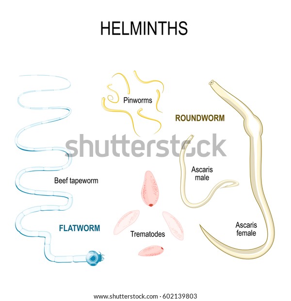 Helminths Types Human Parasites Flat Round Arkivvektor Royaltyfri