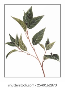 Helwingia japonica, hand-painted floral and botanical painting, hand-painted herbal painting, natural herbs.