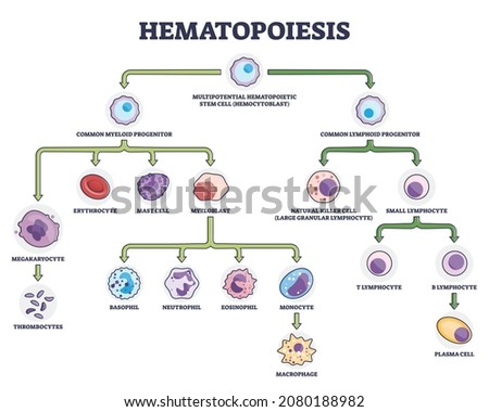 Hematopoiesis as blood cellular components formation outline diagram. Labeled educational scheme with common myeloid and lymphoid progenitor vector illustration. Leukocytes and lymphocytes generation.