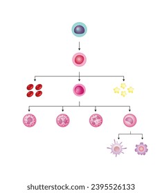 Hematopoiesis cell type scheme, stem cell, common myeloid progenitor, red blood cells, platelets, myeloblast, Basophil, neutrophil, eosinophil, monocyte, dendritic cell, macrophage. Vector design.