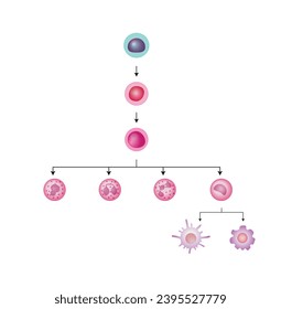 Esquema celular de hematopoyesis, células madre, progenitor mieloide común, mieloblasto, basofilo, neutrófilos, eosinofilo, monocito, célula dendritica, macrófago. Ilustración vectorial.