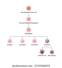 Hämatopoese Zelltyp Schema, Stammzelle, gemeinsame myeloische Vorläufer, Myeloblast, Basophil, Neutrophil, Eosinophil, Monozyt, dendritische Zelle, Makrophage. Vektorgrafik.