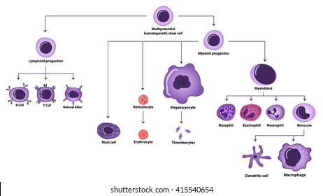 1,124 Hematopoiesis Images, Stock Photos & Vectors | Shutterstock