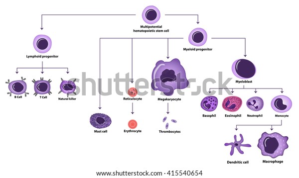 Hematopoiesis Cell Types Scheme Stock Vector (Royalty Free) 415540654