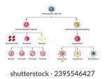 Hematopoiesis, stem cell, common myeloid and lymphoid progenitor cells, myeloblast, lymphoblast, red blood cells, platelets,  Basophil, neutrophil, eosinophil, monocyte, NK cell, T and B lymphocytes. 