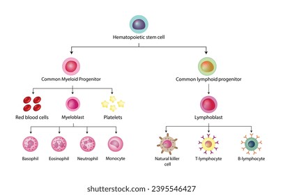 Hämatopoese, Stammzellen, gemeinsame myeloische und lymphoide Vorläuferzellen, Myeloblast, Lymphoblast, rote Blutkörperchen, Blutplättchen, Basophil, Neutrophilen, Eosinophil, Monozyten, NK-Zellen, T- und B-Lymphozyten. 
