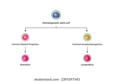 Hämatopoese, Stammzellen, gemeinsame myeloische und lymphoide Vorläuferzellen, Myeloblast, Lymphoblast, rote Blutkörperchen, Blutplättchen, Basophil, Neutrophilen, Eosinophil, Monozyten, NK-Zellen, T- und B-Lymphozyten. 