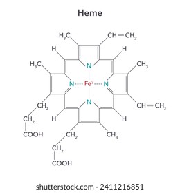 Heme, or haem, is a precursor to hemoglobin biochemistry vector illustration structure