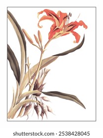 Hemerocallis fulva, pintura floral e botânica pintada à mão, pintura herbal pintada à mão, ervas naturais.