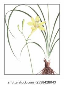 Hemerocallis minor Mill, hand-painted floral and botanical painting, hand-painted herbal painting, natural herbs.