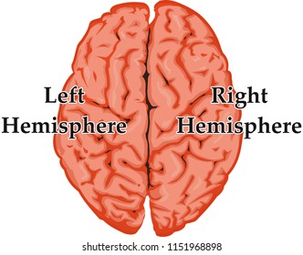 hemisperes of the brain