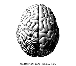 Hemispheres human brain engraving top view monochrome illustration isolated on white background