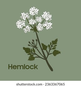 Hemlock flower vector for decoration or design element.