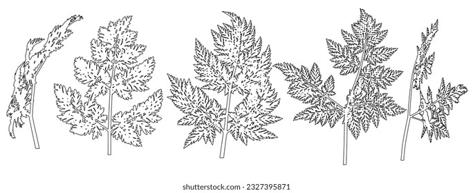 Hemlock leaf contour, beautiful wild plant, set. Vector illustration